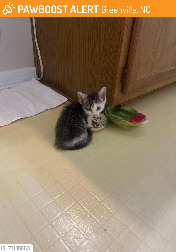 Found/Stray Female Cat last seen Grifton, Greenville, NC 27858