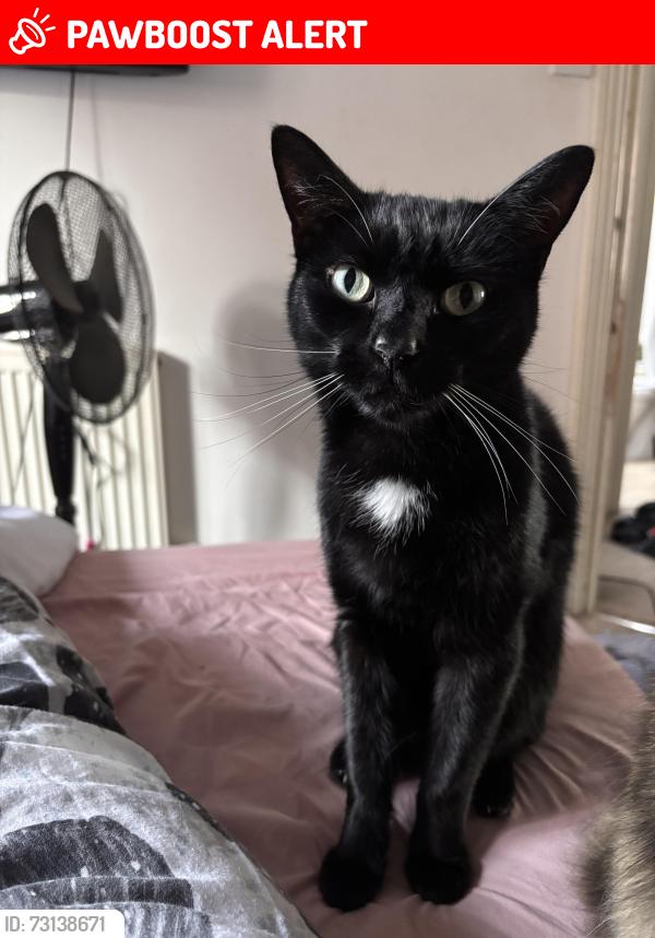 Lost Male Cat last seen Warwick, Warwickshire, England CV34 5QA