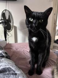 Lost Male Cat last seen Warwick, Warwickshire, England CV34 5QA