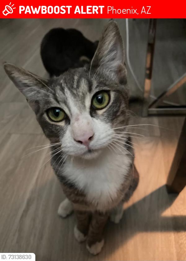 Lost Male Cat last seen serenity apmt rooftops, Phoenix, AZ 85015