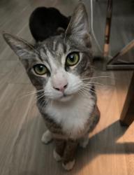 Lost Male Cat last seen serenity apmt rooftops, Phoenix, AZ 85015