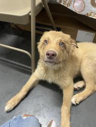 Lost Male Dog last seen Walked into dollar general, Tulsa, OK 74136