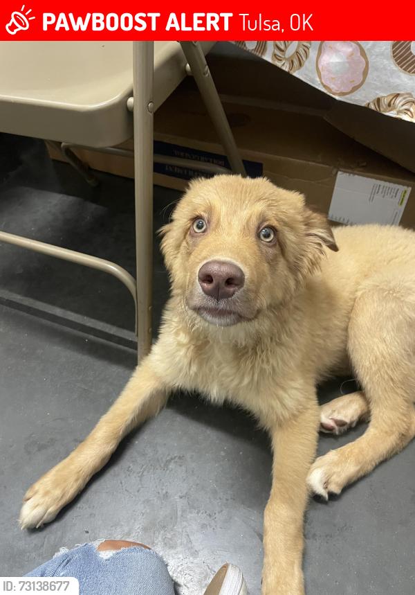 Lost Male Dog last seen Walked into dollar general, Tulsa, OK 74136