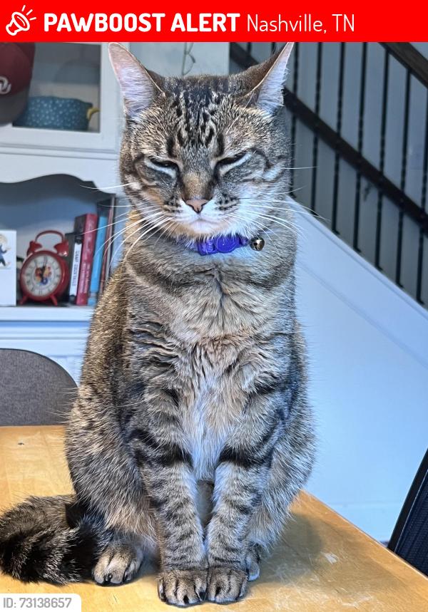 Lost Female Cat last seen In front of our hse, Nashville, TN 37013