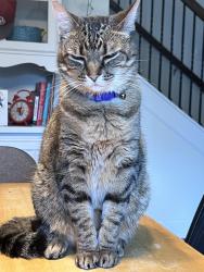 Lost Female Cat last seen In front of our hse, Nashville, TN 37013