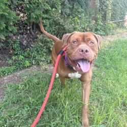 Shelter Stray Male Dog last seen , Animal Care & Control Team of Philly, 111 W Hunting Park Ave, Philadelphia, PA 19140, USA