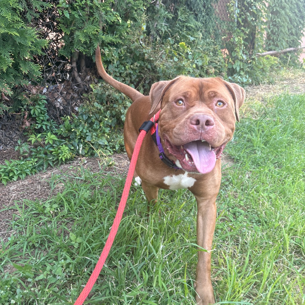 Shelter Stray Male Dog last seen , Animal Care & Control Team of Philly, 111 W Hunting Park Ave, Philadelphia, PA 19140, USA