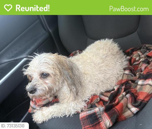 Reunited Female Dog last seen Tarver Dr, Temple, TX 76502