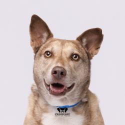 Shelter Stray Male Dog last seen , 3607 N Armenia Ave, Tampa, FL 33607, USA