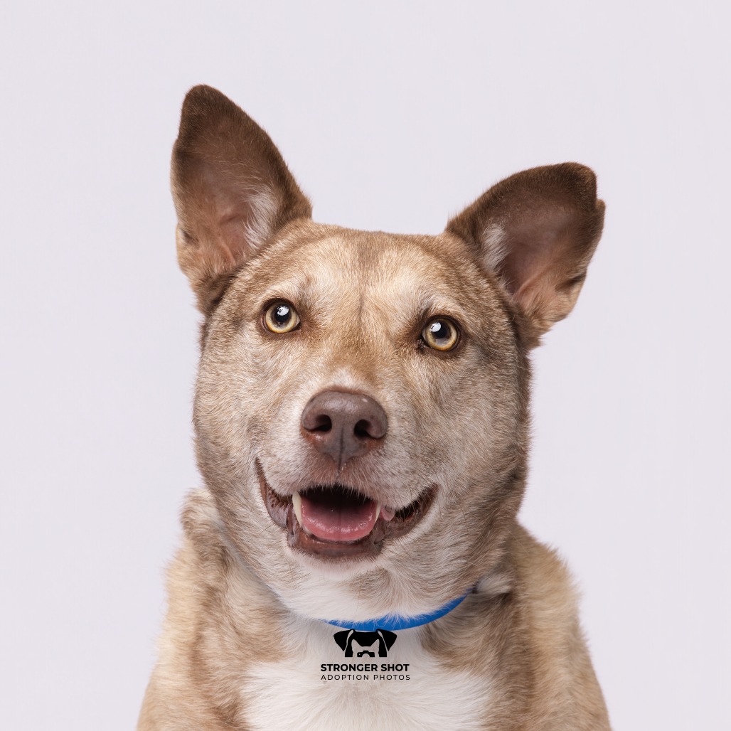 Shelter Stray Male Dog last seen , 3607 N Armenia Ave, Tampa, FL 33607, USA