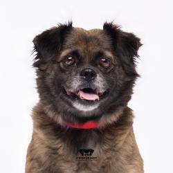 Shelter Stray Female Dog last seen , 3607 N Armenia Ave, Tampa, FL 33607, USA