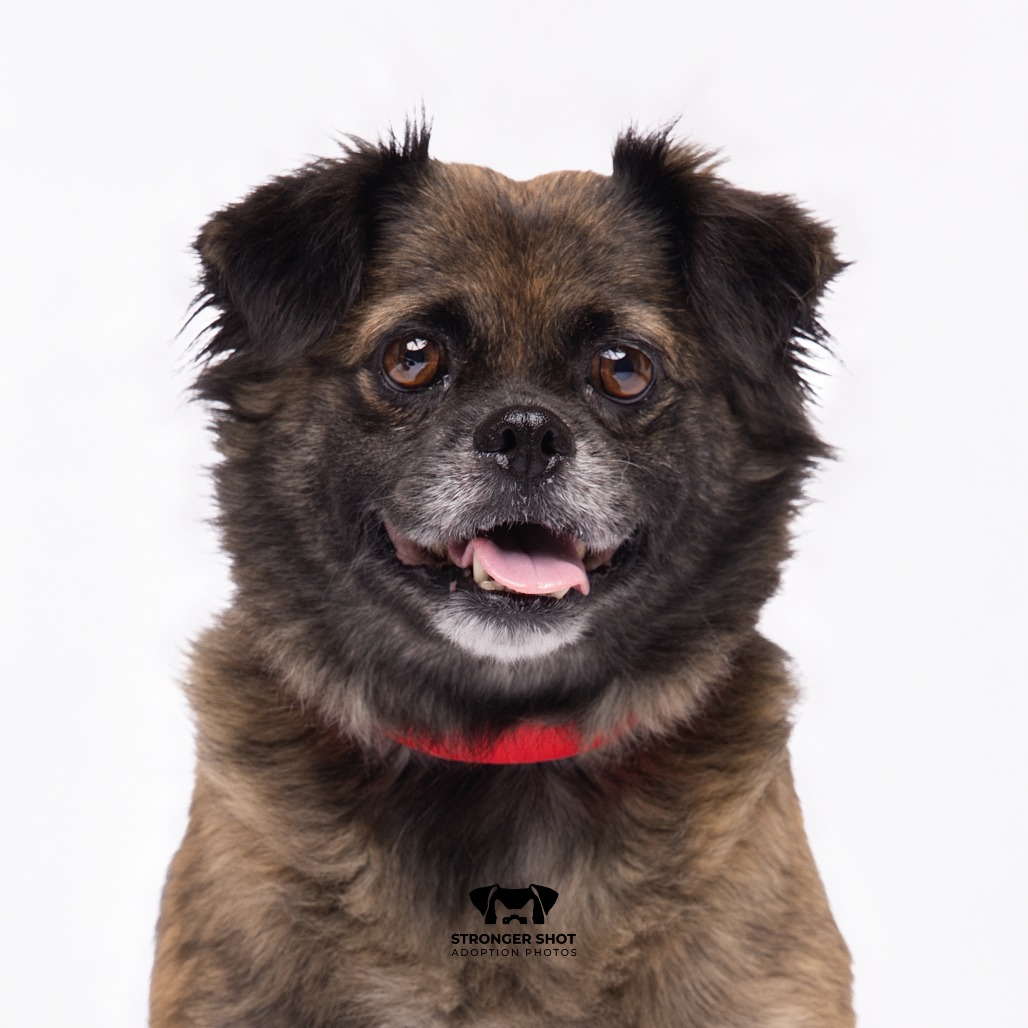 Shelter Stray Female Dog last seen , 3607 N Armenia Ave, Tampa, FL 33607, USA
