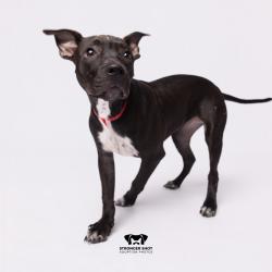 Shelter Stray Female Dog last seen , 3607 N Armenia Ave, Tampa, FL 33607, USA