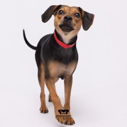 Shelter Stray Female Dog last seen , 3607 N Armenia Ave, Tampa, FL 33607, USA