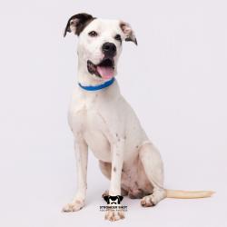 Shelter Stray Male Dog last seen , 3607 N Armenia Ave, Tampa, FL 33607, USA