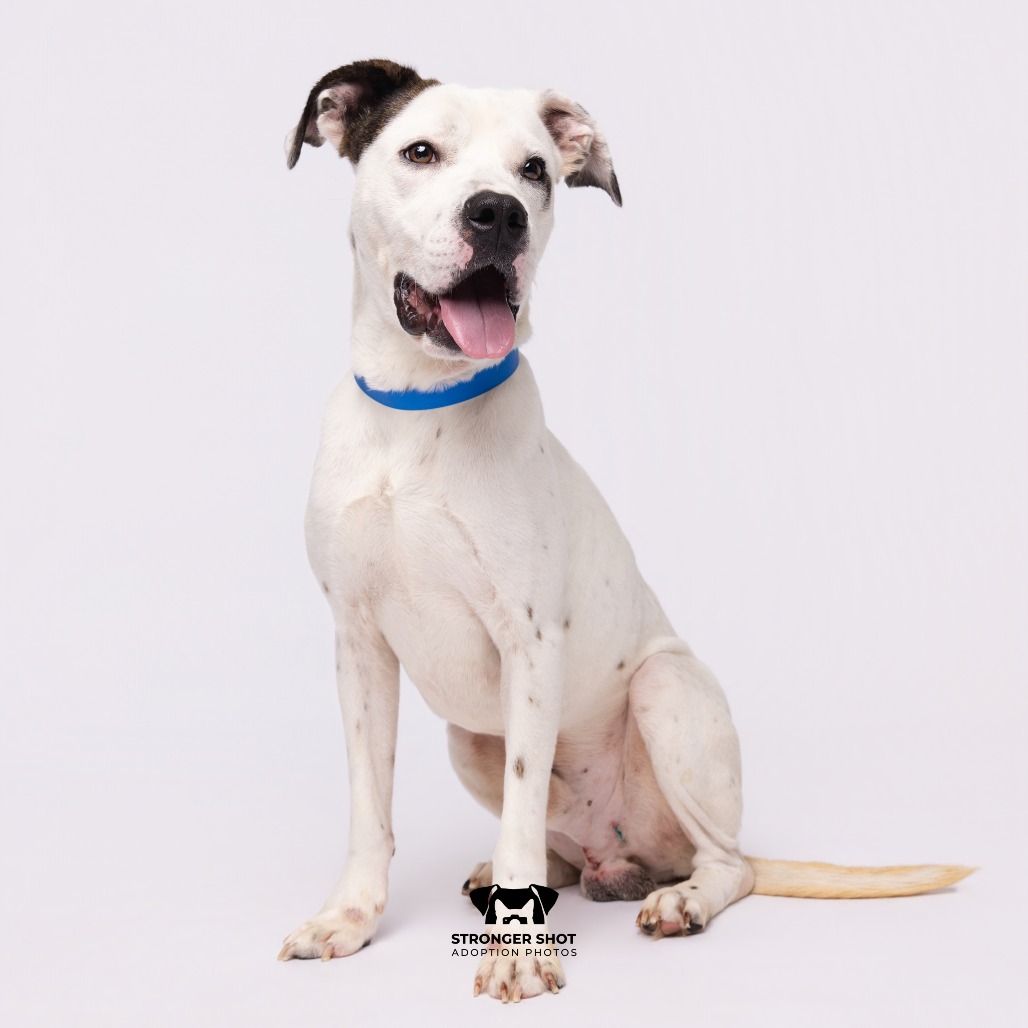 Shelter Stray Male Dog last seen , 3607 N Armenia Ave, Tampa, FL 33607, USA