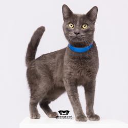 Shelter Stray Male Cat last seen , 3607 N Armenia Ave, Tampa, FL 33607, USA