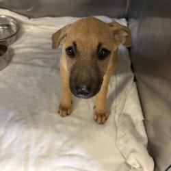 Shelter Stray Female Dog last seen , 2350 Appling City Cove, Memphis, TN 38133, USA