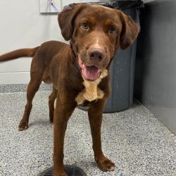 Shelter Stray Male Dog last seen , 328 Furman Hall Rd, Greenville, SC 29609, USA