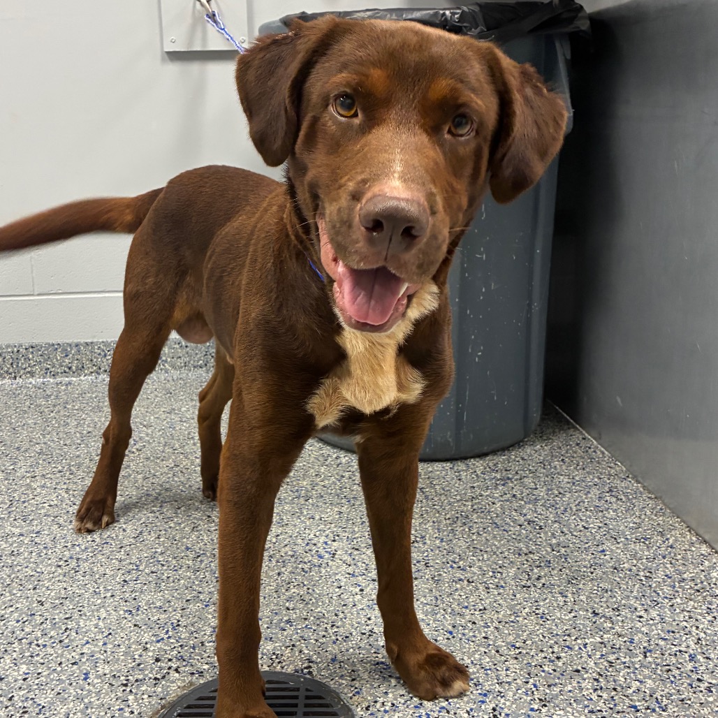 Shelter Stray Male Dog last seen , 328 Furman Hall Rd, Greenville, SC 29609, USA