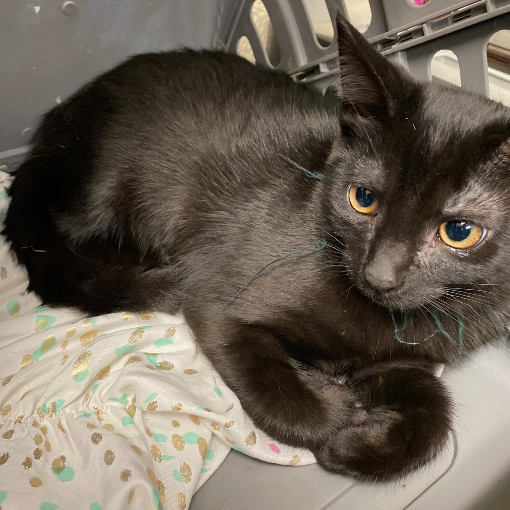 Shelter Stray Female Cat last seen , 2350 Appling City Cove, Memphis, TN 38133, USA