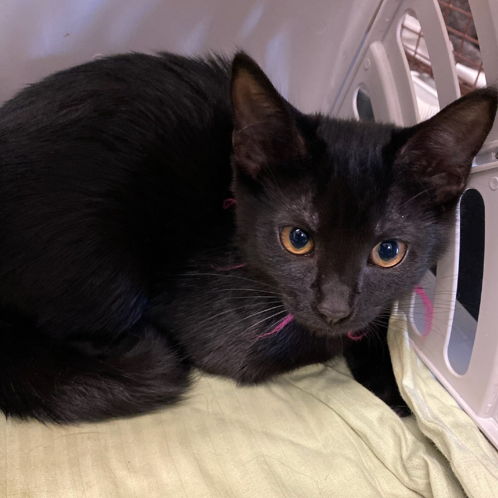 Shelter Stray Female Cat last seen , 2350 Appling City Cove, Memphis, TN 38133, USA