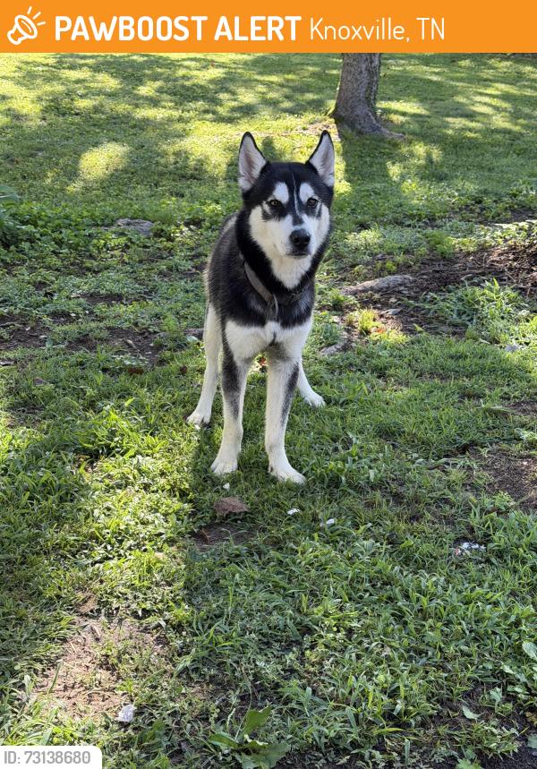 Found/Stray Male Dog last seen Near Ensley dr, Knoxville, TN 37920