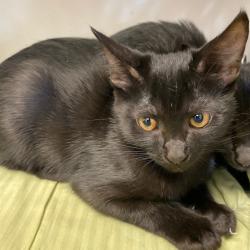 Shelter Stray Female Cat last seen , 2350 Appling City Cove, Memphis, TN 38133, USA