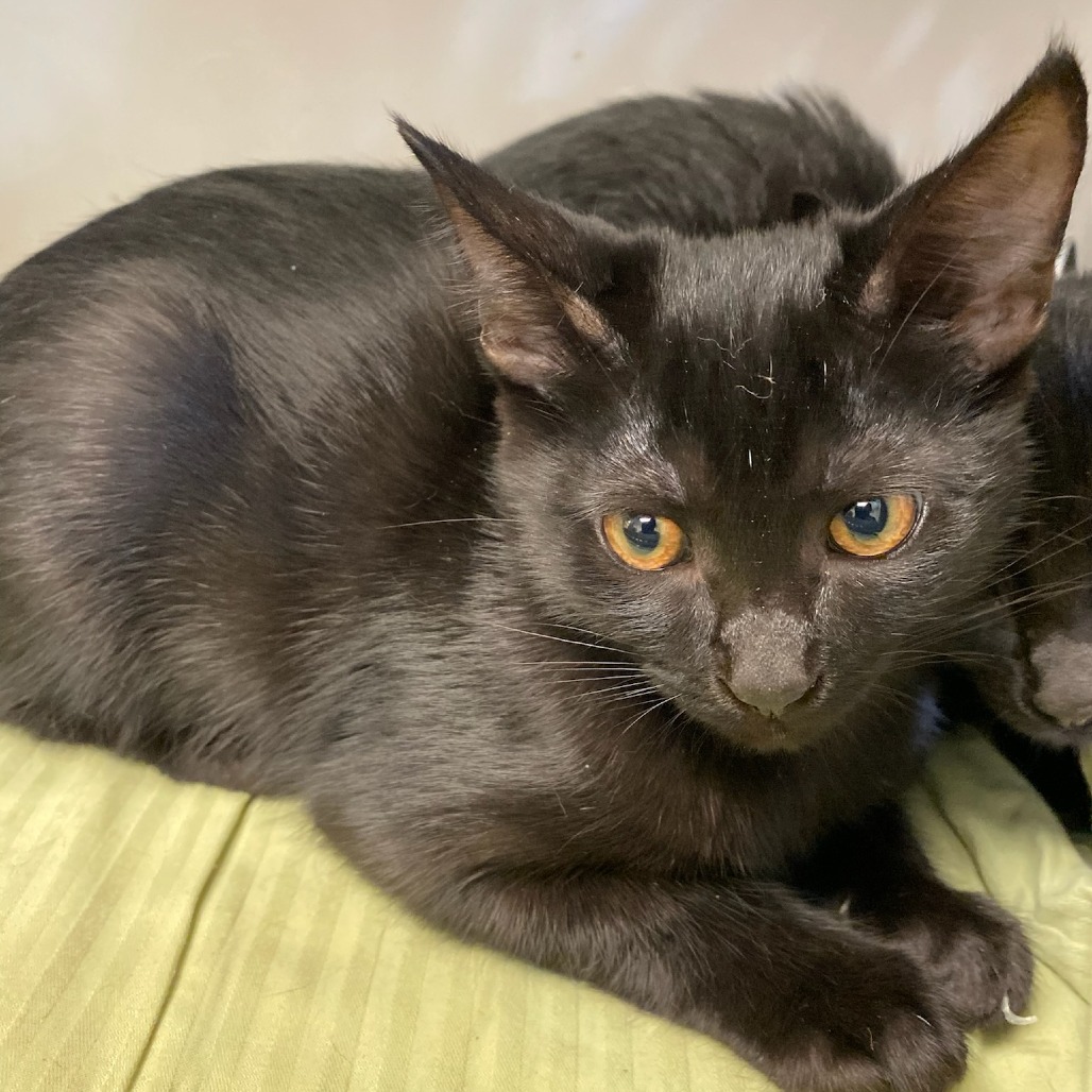 Shelter Stray Female Cat last seen , 2350 Appling City Cove, Memphis, TN 38133, USA