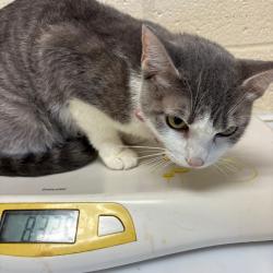 Shelter Stray Female Cat last seen , 2350 Appling City Cove, Memphis, TN 38133, USA