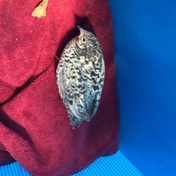 Shelter Stray Female Other last seen , 361 S Raymond Ave, Pasadena, CA 91105, USA