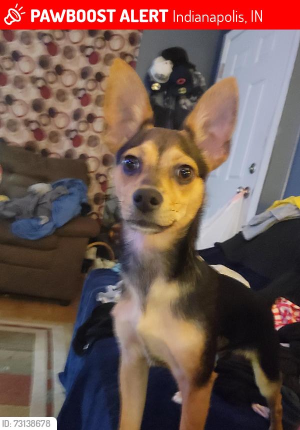 Lost Male Dog last seen Evanston and 44th, Indianapolis, IN 46205