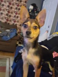 Lost Male Dog last seen Evanston and 44th, Indianapolis, IN 46205