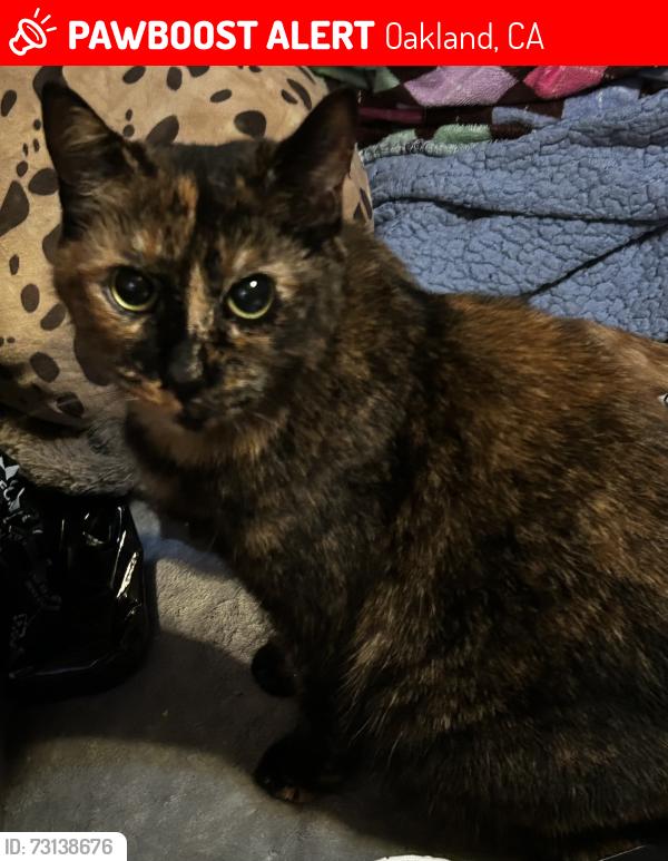 Lost Female Cat last seen Between 55th and 57th ave. On east 16th/ east 17th streets, Oakland, CA 94621