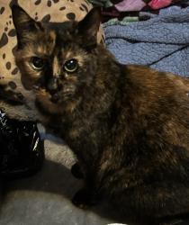 Lost Female Cat last seen Between 55th and 57th ave. On east 16th/ east 17th streets, Oakland, CA 94621