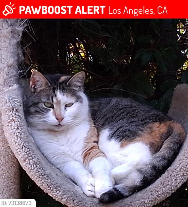 Lost Female Cat last seen Saturn/Hi Point, Los Angeles, CA 90035