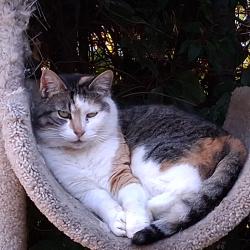 Lost Female Cat last seen Saturn/Hi Point, Los Angeles, CA 90035
