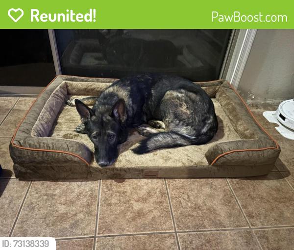 Reunited Male Dog last seen Lake pleasant pkwy and Williams rd, Peoria, AZ 85383