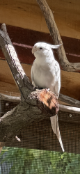 Lost Male Bird last seen Hamner and Roscomare, North of UCLA and Sunset in the hills, Los Angeles, CA 90077