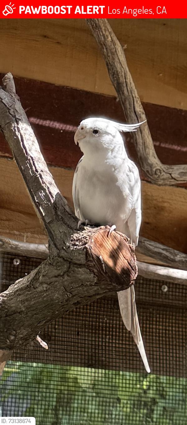 Lost Male Bird last seen Hamner and Roscomare, North of UCLA and Sunset in the hills, Los Angeles, CA 90077