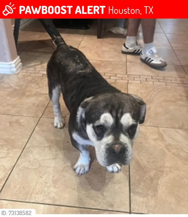Lost Male Dog last seen Near Chamberlain St, Houston, TX 77093