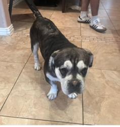 Lost Male Dog last seen Near Chamberlain St, Houston, TX 77093