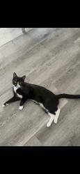Lost Male Cat last seen Buena vista , highgroove , foothill, Corona, CA 92882