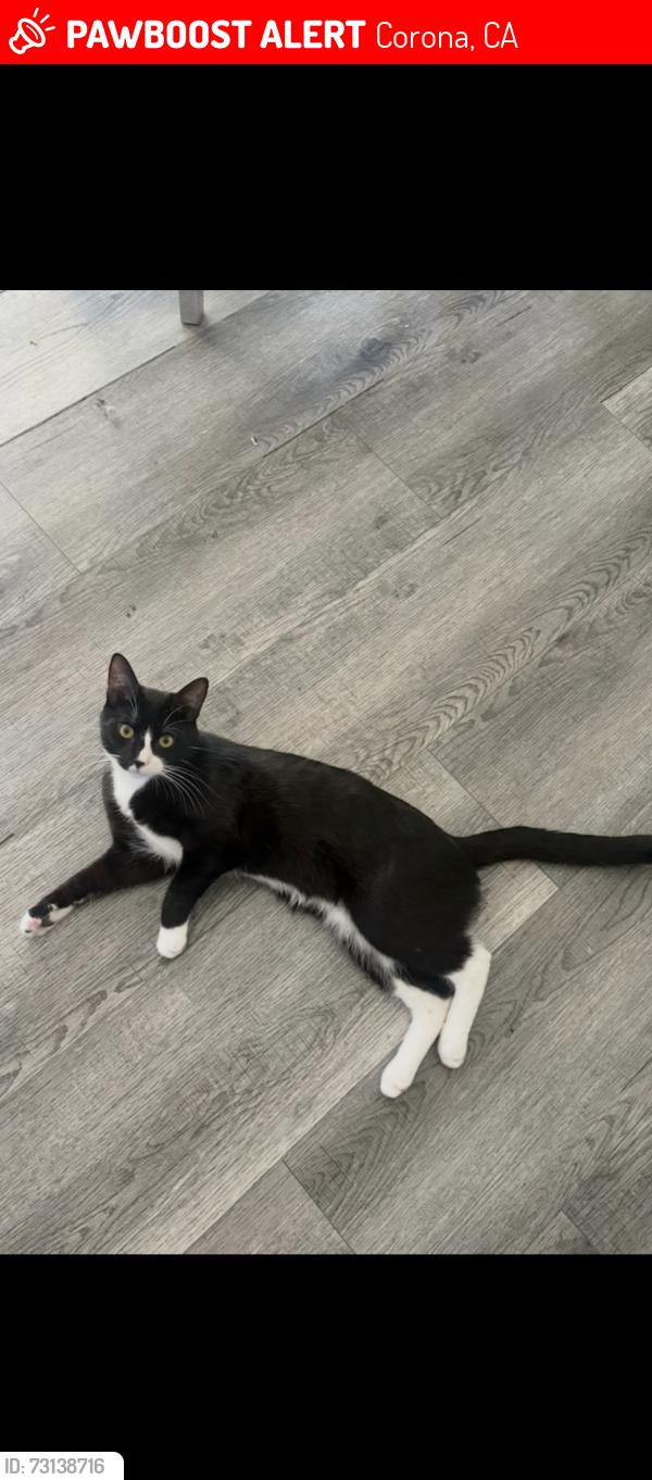 Lost Male Cat last seen Buena vista , highgroove , foothill, Corona, CA 92882
