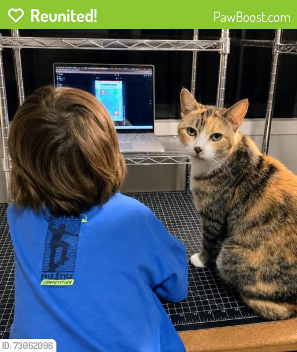 Reunited Female Cat last seen Troy Street at Pinecrest, Ferndale MI, Ferndale, MI 48220