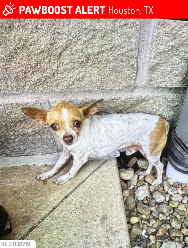 Lost Male Dog last seen Hemlock dr, Houston, TX 77083