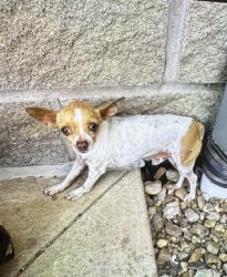 Lost Male Dog last seen Hemlock dr, Houston, TX 77083
