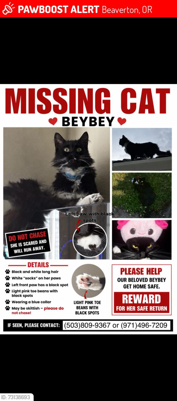 Lost Female Cat last seen Kings Court apmts, Beaverton, OR 97006