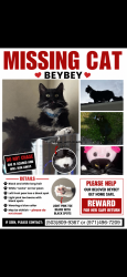 Lost Female Cat last seen Kings Court apmts, Beaverton, OR 97006