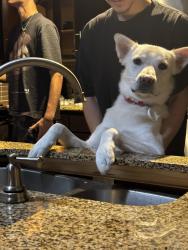 Lost Male Dog last seen Near Austin st, Houston, TX 77004